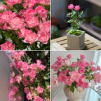 🌸Lotus Star Rose Seeds: Blooming All Year, Bringing Continuous Good Fortune🌸