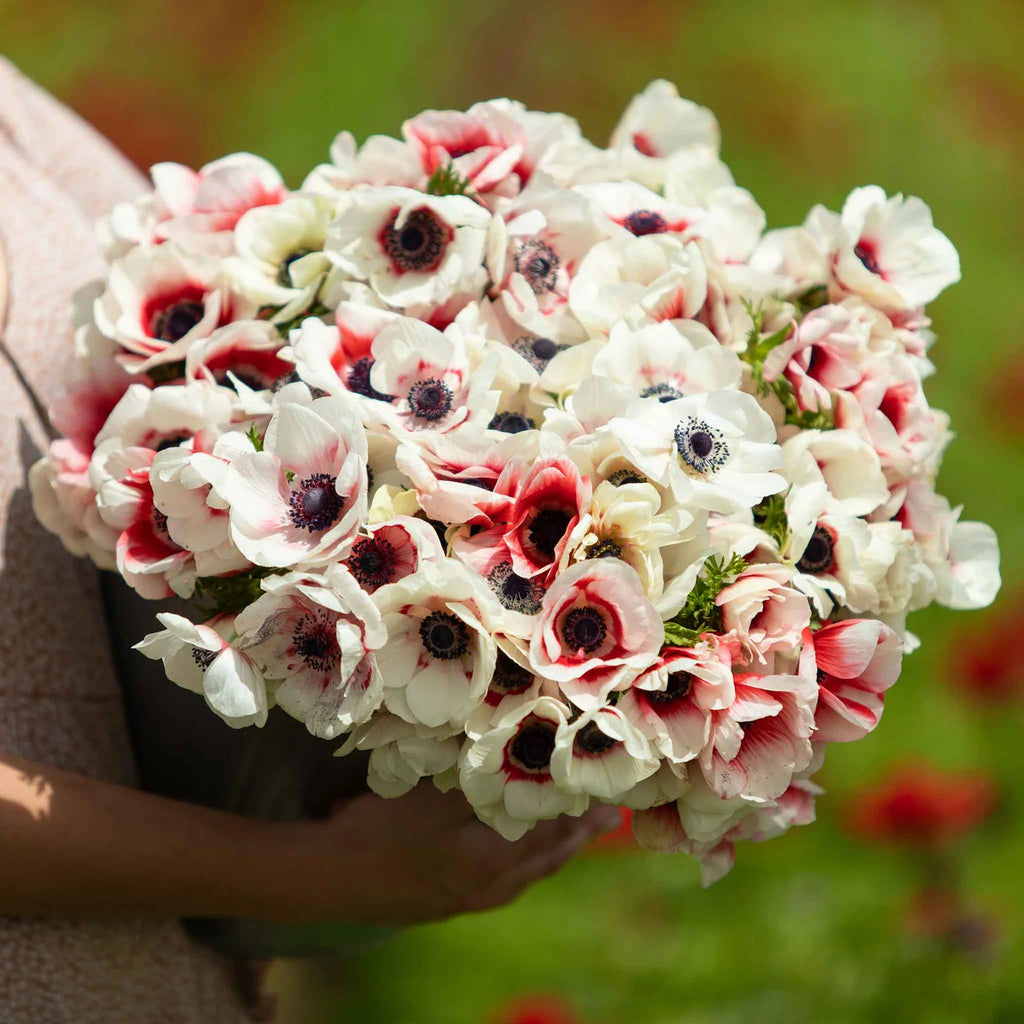 Rainbow Red-White Anemone Seeds