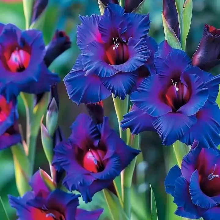 Enchanted Amethyst Gladiolus Corms🌺