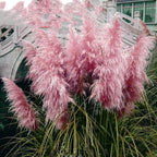 100Pcs Muhlenbergia Capillaris