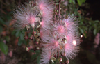 Barringtonia racemosa seeds🌸