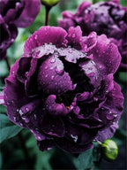 Silver light Peony Seeds – Symbol of luck and wealth