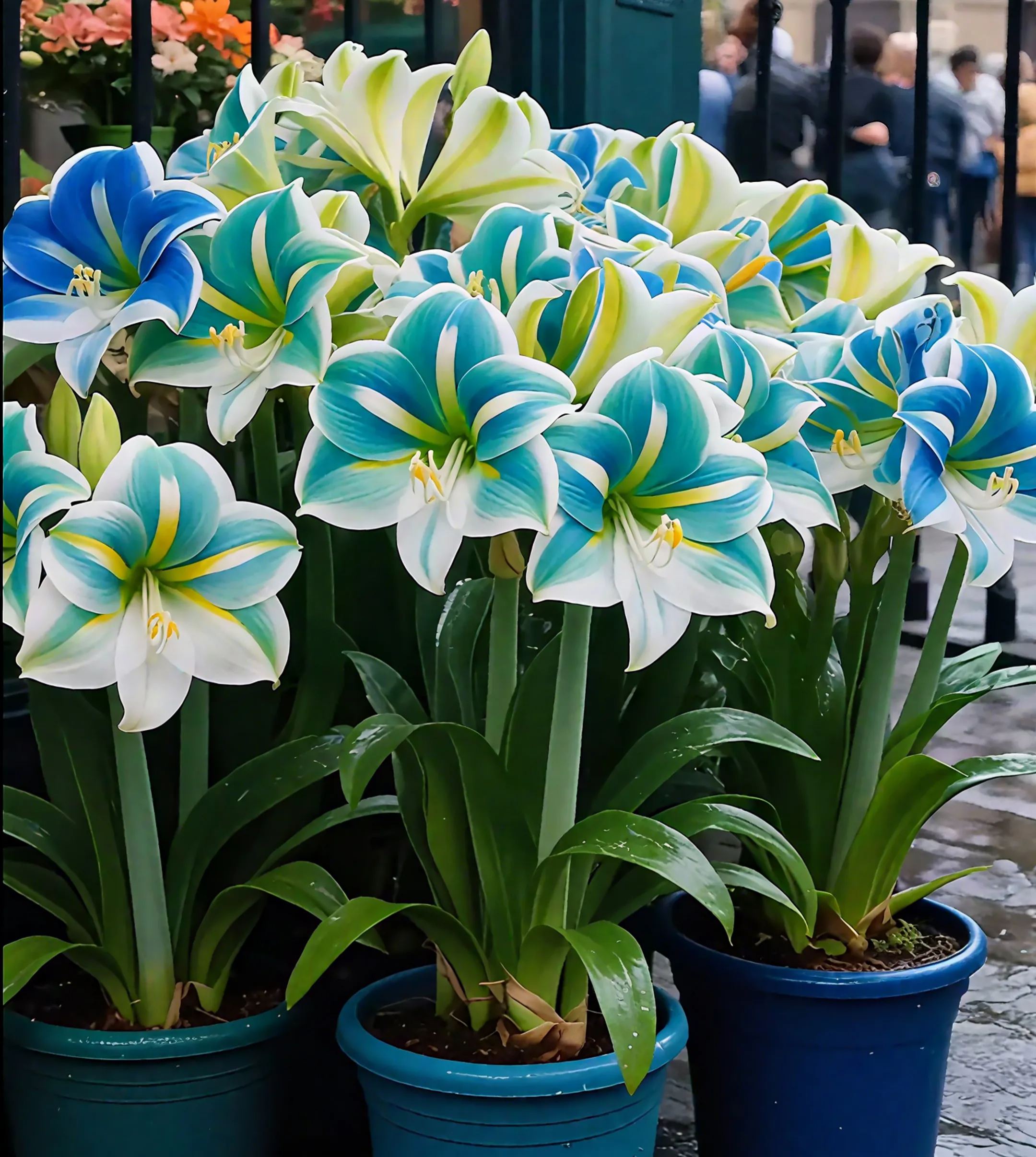 🌺Double-Petaled Perfume Amaryllis Bulbs