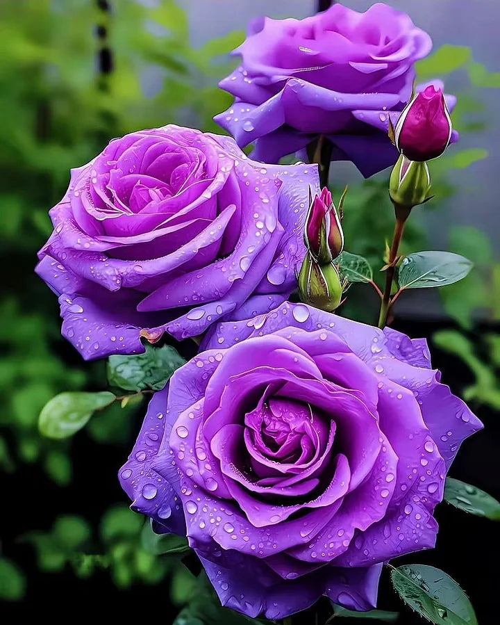 Twin rose seeds (high quality version)