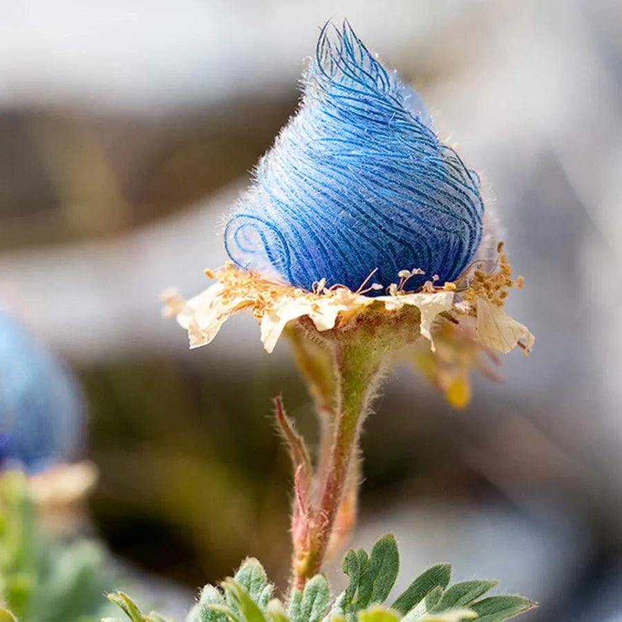 Blue Prairie Smoke Flower