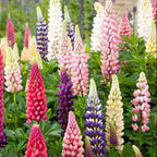 LUPINE FLOWER SEEDS