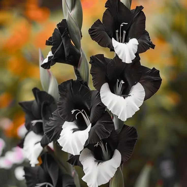 Velvet Ruffle Gladiolus Corms🌺
