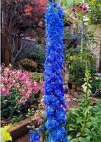 Delphinium Seeds-Mixed 7 Colors