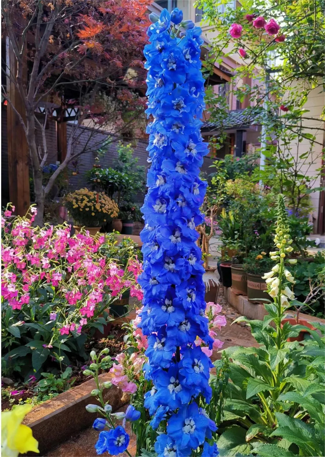 Delphinium Seeds-Mixed 7 Colors