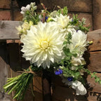 🌸Dinnerplate Dahlia Bulbs – Giant Show-Stopper Blooms