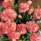 Double-Flowered Mixed Carnation Seeds