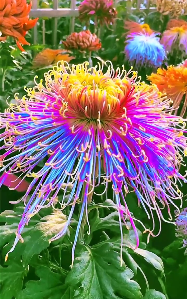Beautiful Rare Golden Daisy🌻Easy