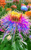 Beautiful Rare Golden Daisy🌻Easy