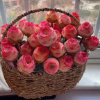 Pink Mountain Rose -Succulent