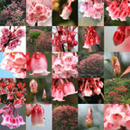 Rare Tuberose Enkianthus Seeds