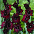 Raven's Embrace Gladiolus Corms🌺