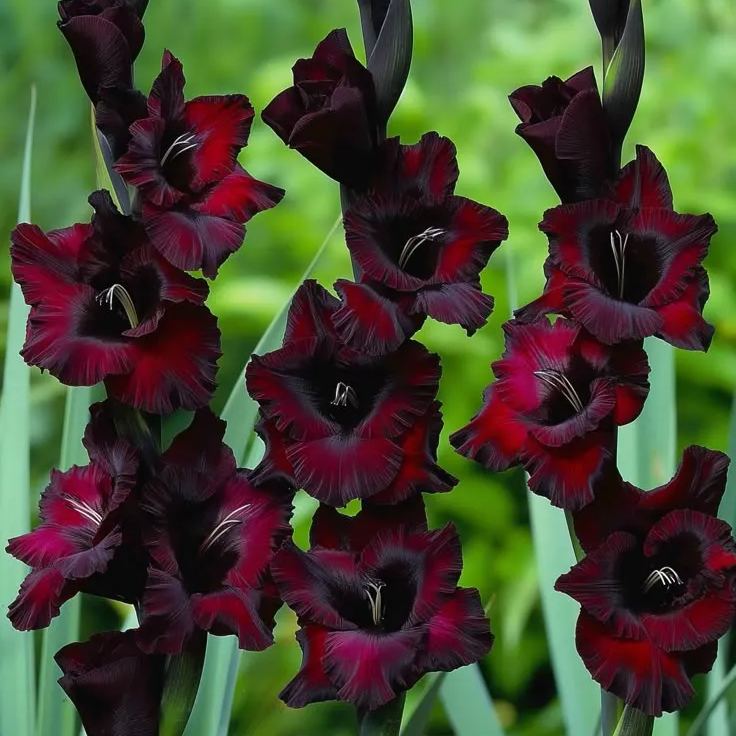 Sunlit Honey Gladiolus Corms🌺