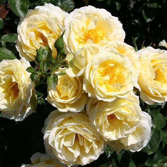 [3 days germination]🔥Last Day 49% OFF🌺Climbing Rose Seeds