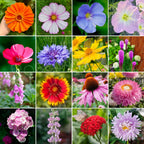 🔥Last day clearance💝Premium Cold-Hardy Mixed Perennial Flower Seeds - Selected 40+ Fall Planting Mix