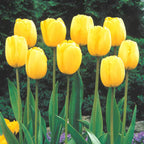 Golden Parade Tulip Seeds