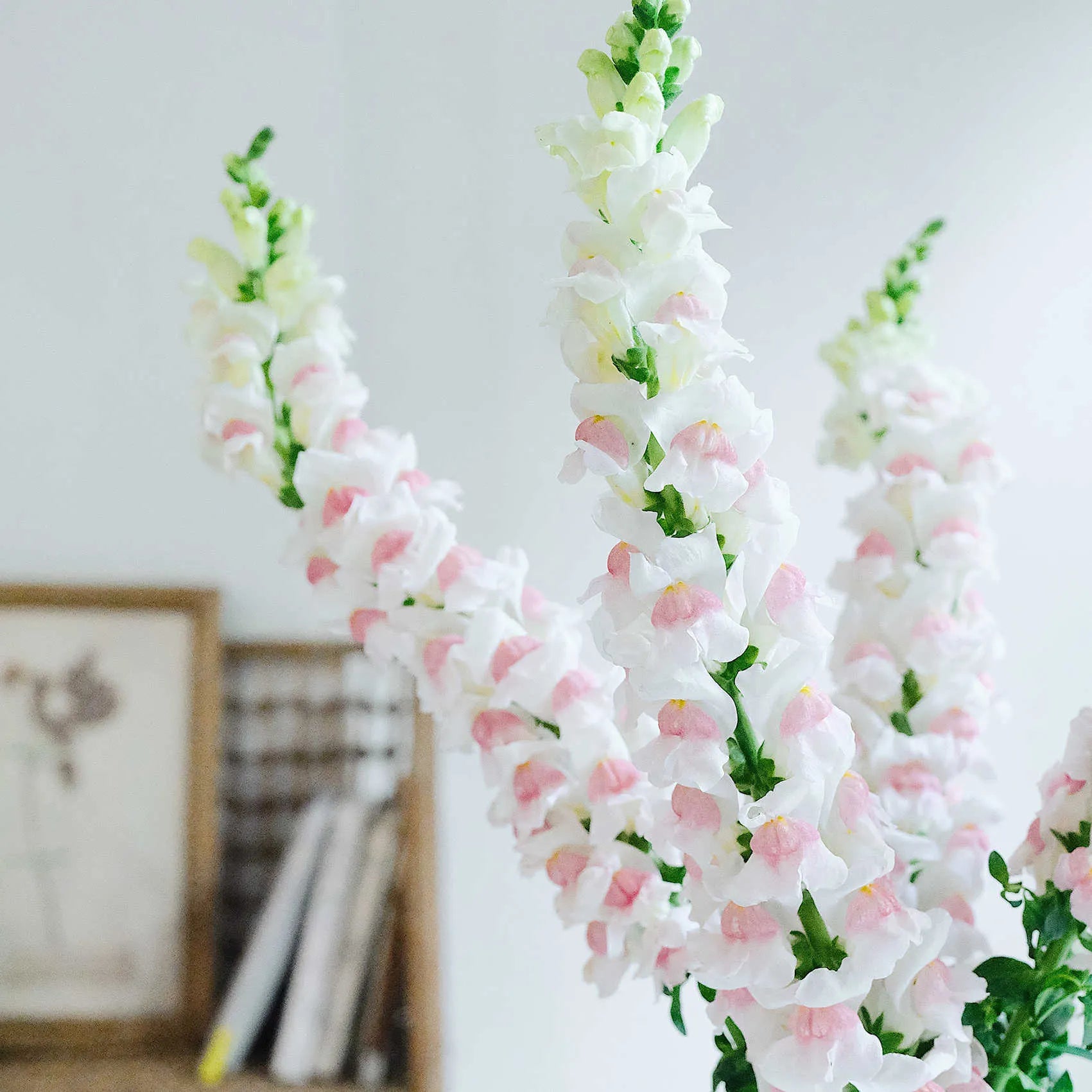 🌸APPLE BLOSSOM SNAPDRAGON Flower Seeds-Extremely romantic flowers💕