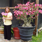 🎁Desert Rose Bulbs🌵Super easy care! 🌸 Adenium Obesum Bulbs