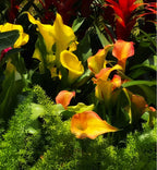 Calla Lily Bulbs – The Magical Bloom That Never Fails