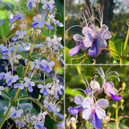 🌌 Blue Butterfly Flower Seeds – Bring the sky into your garden!