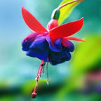 🧚🏼Fuchsia Flowers Seeds-Dancing Elf🪴Bonsai