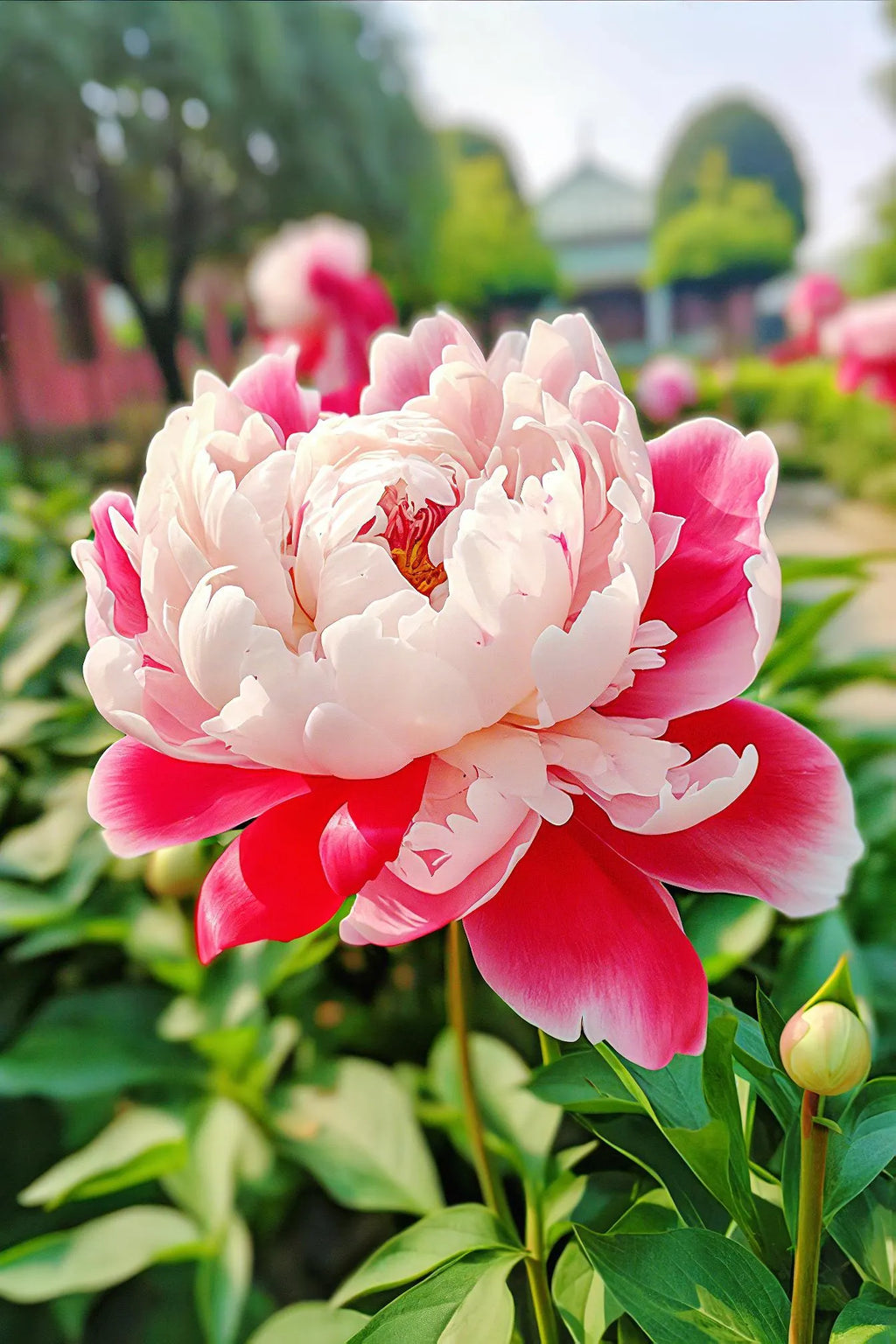 Yellow Peony Seeds – Symbol of luck and wealth
