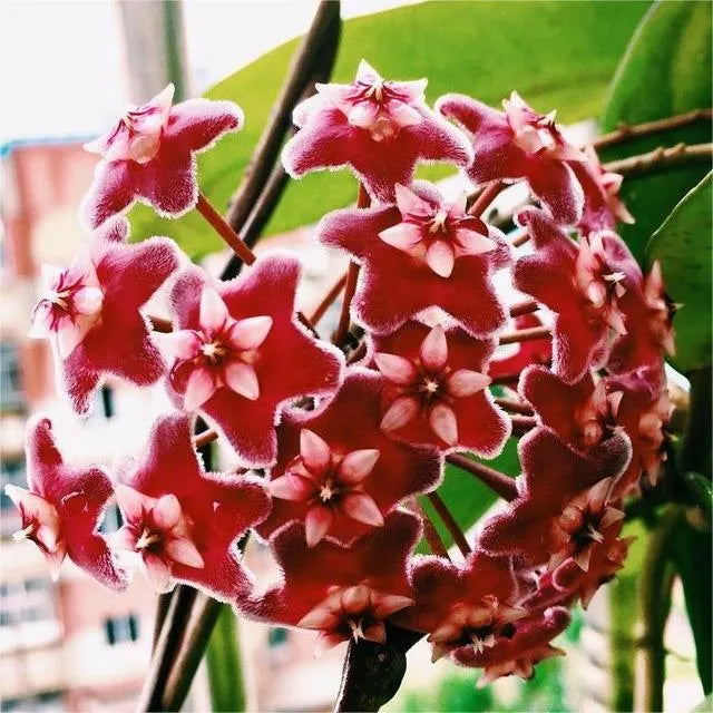 Hoya Seeds - Stars falling from the sky✨