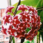 Hoya Seeds - Stars falling from the sky✨