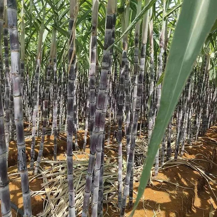 🌱 Grow Your Own Sugarcane – High Germination Seeds ✨ for Easy Home Gardens 🌿