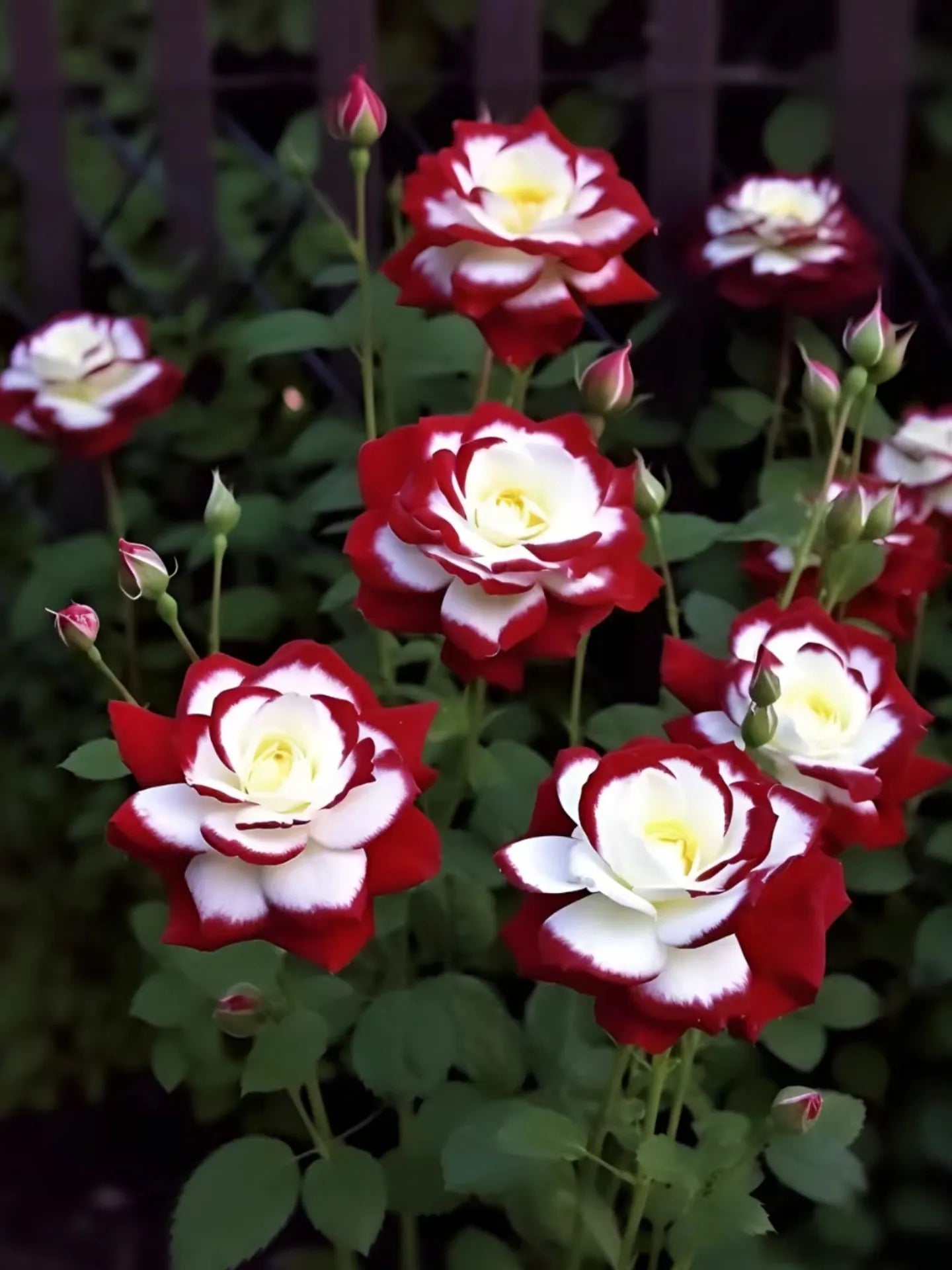 Rare Twin Roses - Seeds
