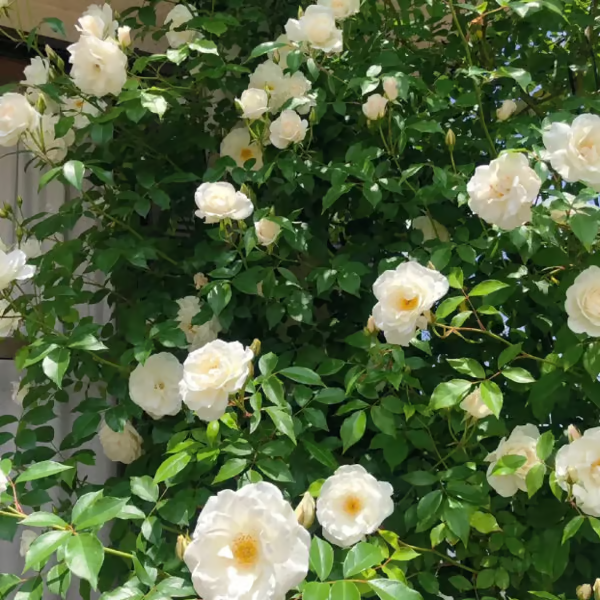 🌹[REPEATED FLOWERING]🌹CLIMBING ROSE SEEDS - HAPPINESS INCREASES