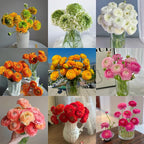 Multicolor Ranunculus Seeds