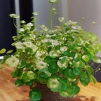 🍀Hydrocotyle Vulgaris Seeds-Copper Coin Grass