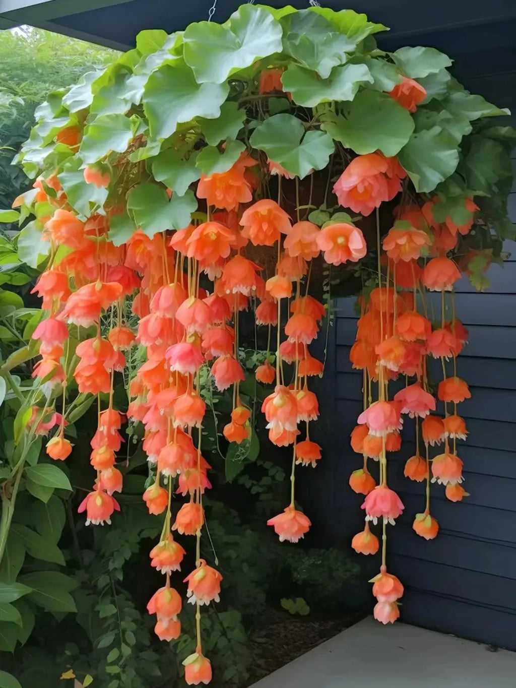 Weeping Begonia flower Seeds