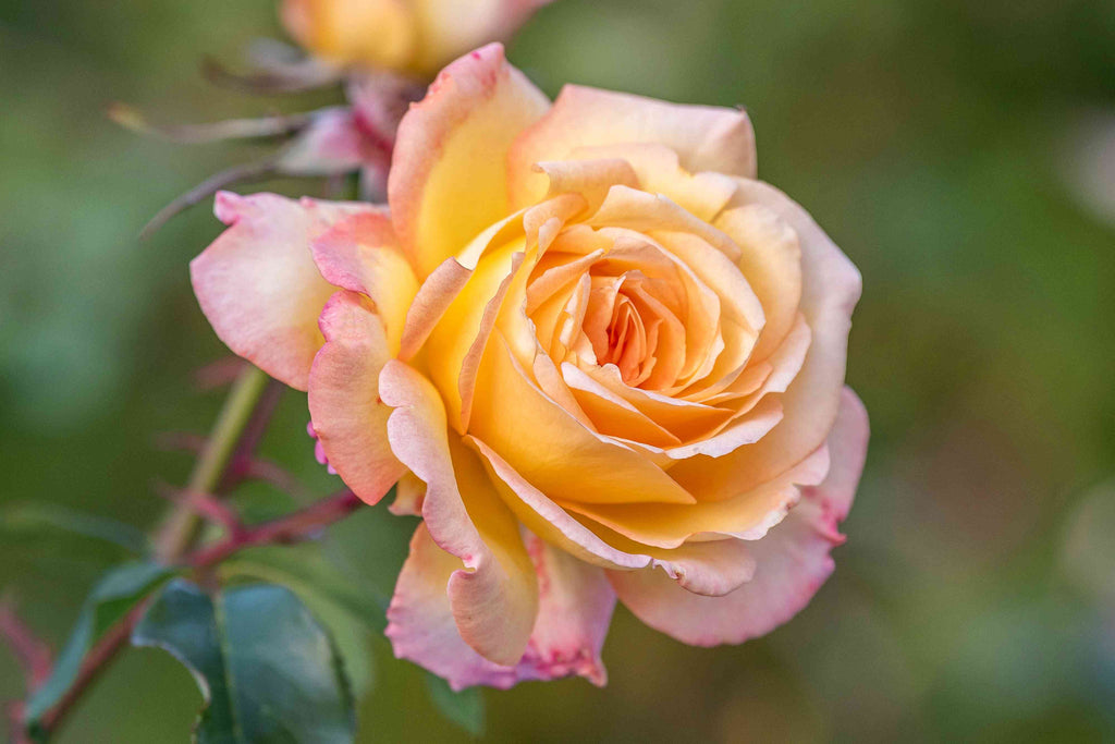 Peaceful Roses - The Messenger of Peace