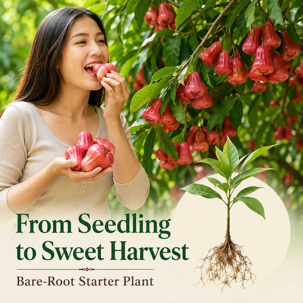 Live Wax Apple Tree Starter – Sweet, Crisp Tropical Fruit