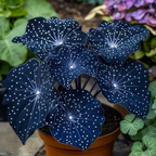 🌟Midnight blue Hosta-A Radiant Addition to Your Home! 🌟