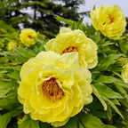 Yellow Peony Seeds – Symbol of luck and wealth