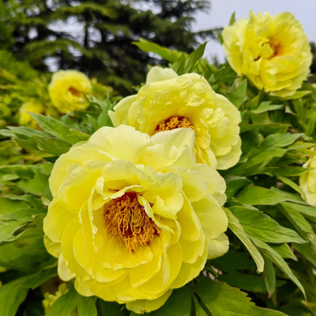 Yellow Peony Seeds – Symbol of luck and wealth