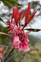 Rare Tuberose Enkianthus Seeds