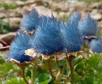 Blue Prairie Smoke Flower