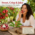Live Wax Apple Tree Starter – Sweet, Crisp Tropical Fruit