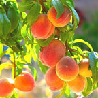 🔥 85K+ SOLD! 🍑 Heirloom "Honey Red" Dwarf Peach Tree Live Seeds