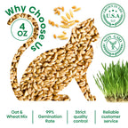 Grow Fresh Cat Grass Seeds at Home