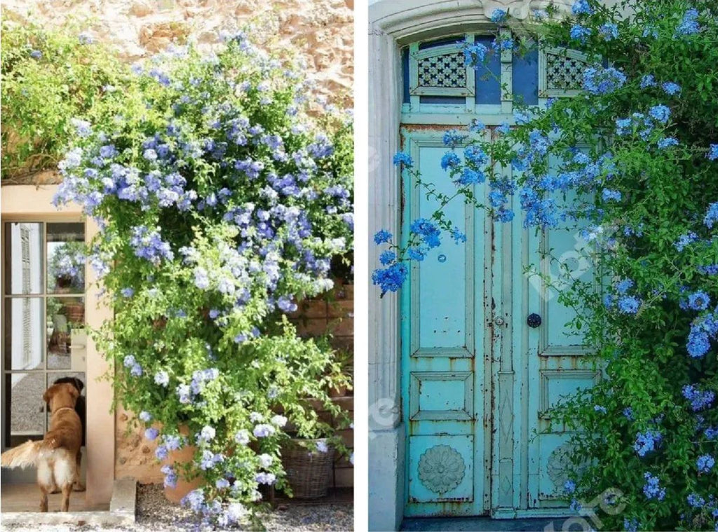 Blue Plumbago Flower Seeds - Blue Gem in the Garden