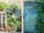 Blue Plumbago Flower Seeds - Blue Gem in the Garden